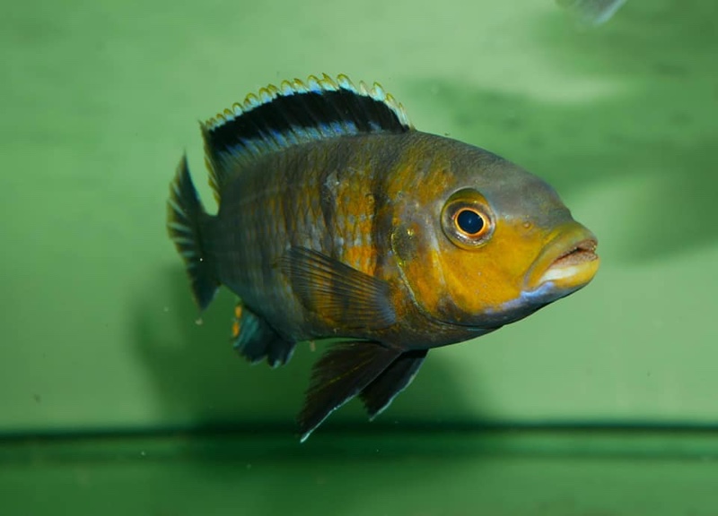 Petrotilapia genalutea 'Hongi Island'